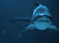 鲨鱼真的能闻到几公里外的血腥味吗？真相原来是这样