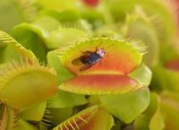 为什么有的植物喜欢吃虫，植物吃了是怎么消化的