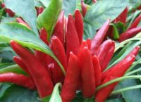 自然界中生长的野生红辣椒为什么那么辣？