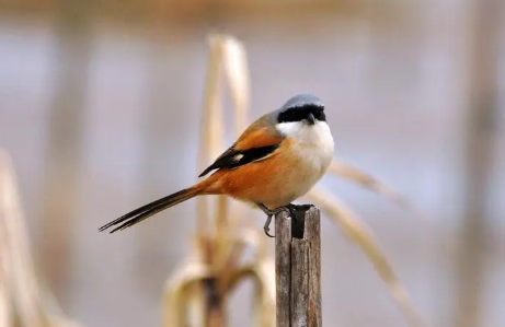 世界上最稀有的十种鸟类，每一种鸟都濒临灭绝