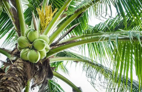 椰子树为什么都长在海岸边或者岛屿上